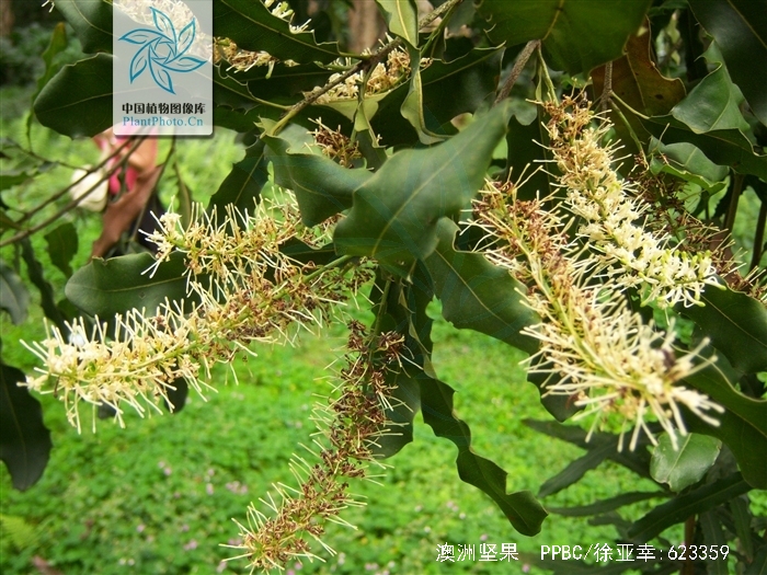 macadamia ternifolia f. muell.