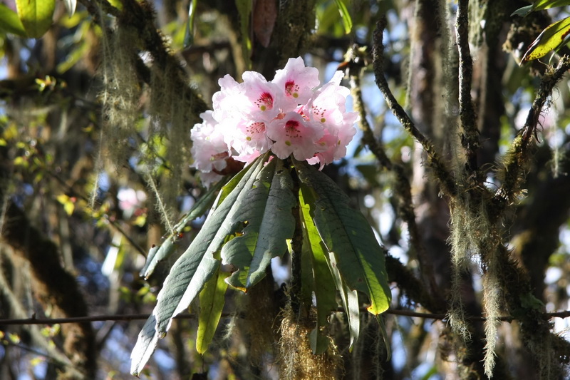  p>龙胆木属(richeriella pax et hoffm.