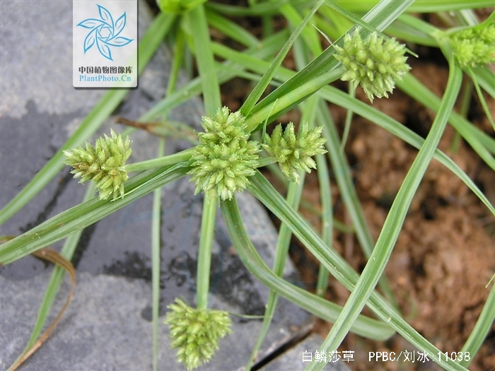  p>白鳞莎草,拉丁学名:cyperus nipponicus franch. et savat.
