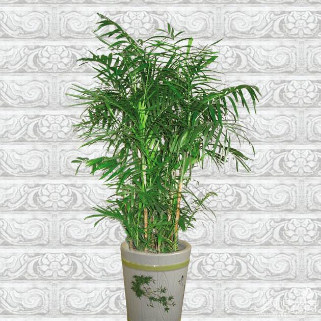  p>夏威夷椰子又名竹茎玲珑椰子,竹节椰子,雪佛里椰子等,为棕榈科茶马