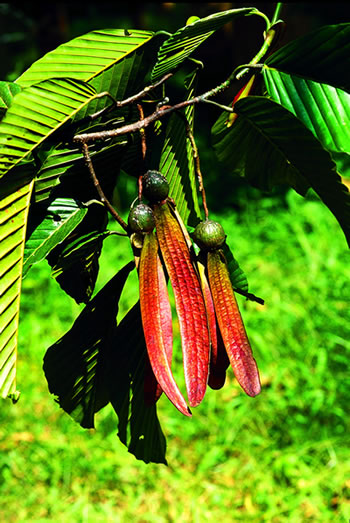 target="_blank" href="/item/龙脑香属">龙脑香属 /a>植物