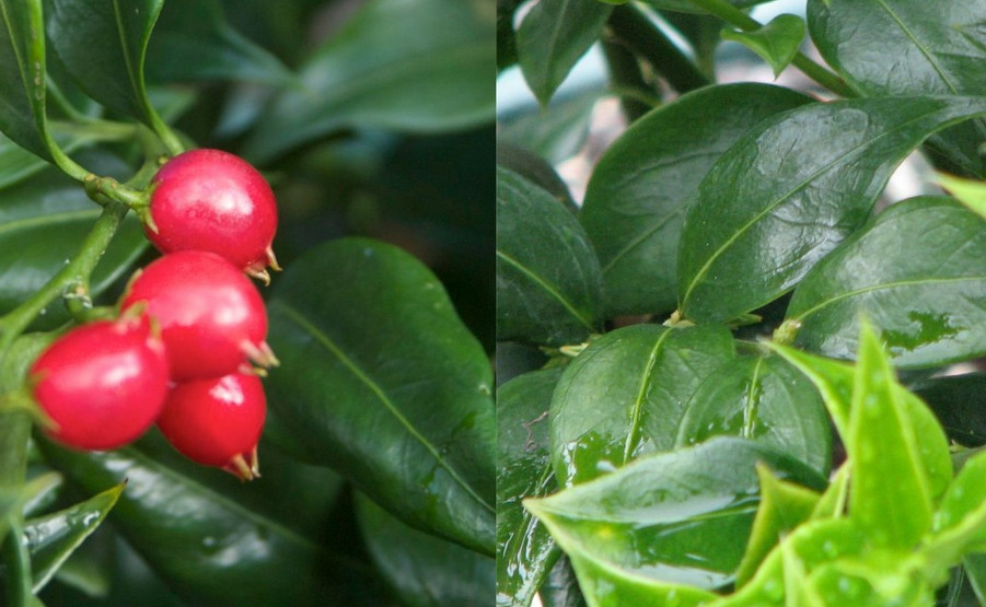  p>野扇花(学名:)是 a>黄杨科, /a> a>野扇花属 /a> a href="#" data