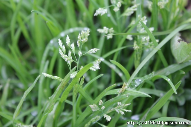  p>长颖早熟禾(学名:poa longiglumis keng)是禾本科早熟禾属植物,一