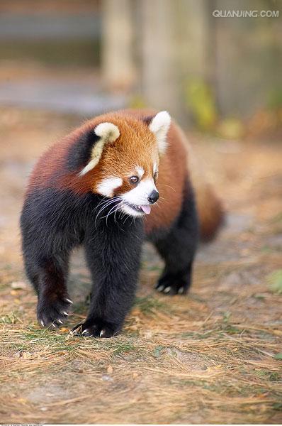  p>小熊猫(学名: i>ailurus fulgens /i>(f.