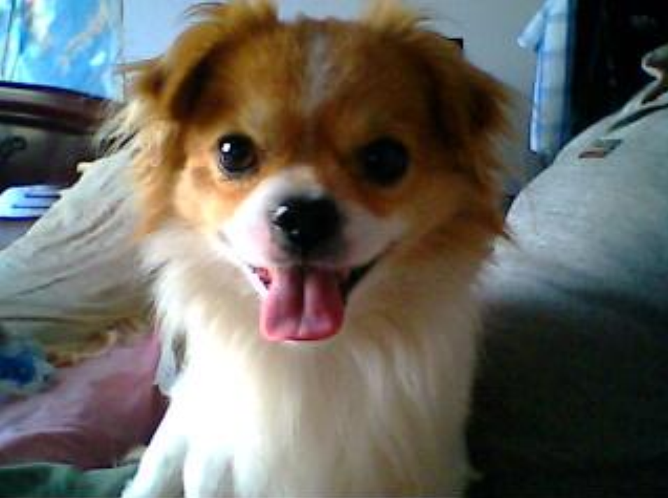 查尔斯国王骑士獚