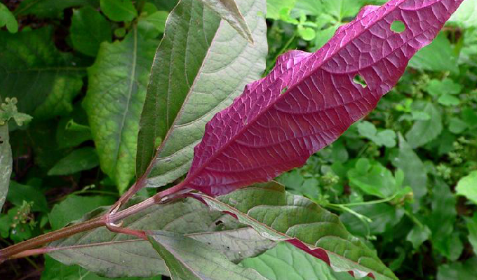  p> a href="#" data-lemmaid="4955420">柳叶牛膝 /a>,别名:红柳叶