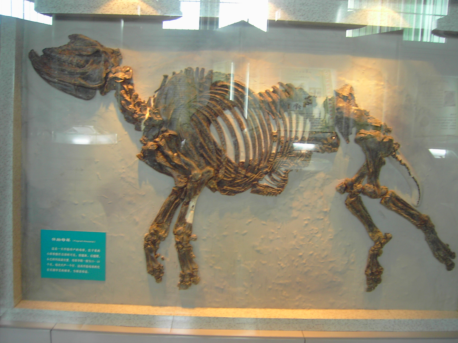 是指产于我国山东省临朐县山旺镇山旺村的化石