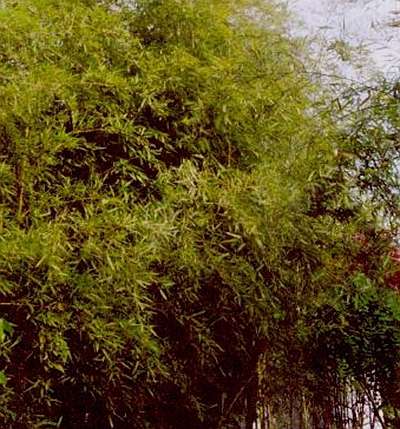  p>黄竿京竹(学名: i>phyllostachys aureosulcata  /i>mcclure  i>&