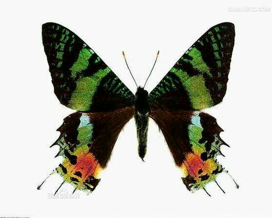 即马达加斯加金燕蛾(学名: i>urania ripheus /i>)的俗称,又名太阳蛾