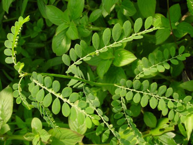 无毛小果叶下珠