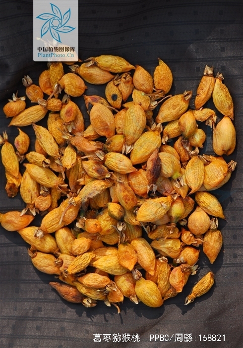  p>葛枣猕猴桃(学名: i>actinidia polygama /i> (sieb. et zucc.