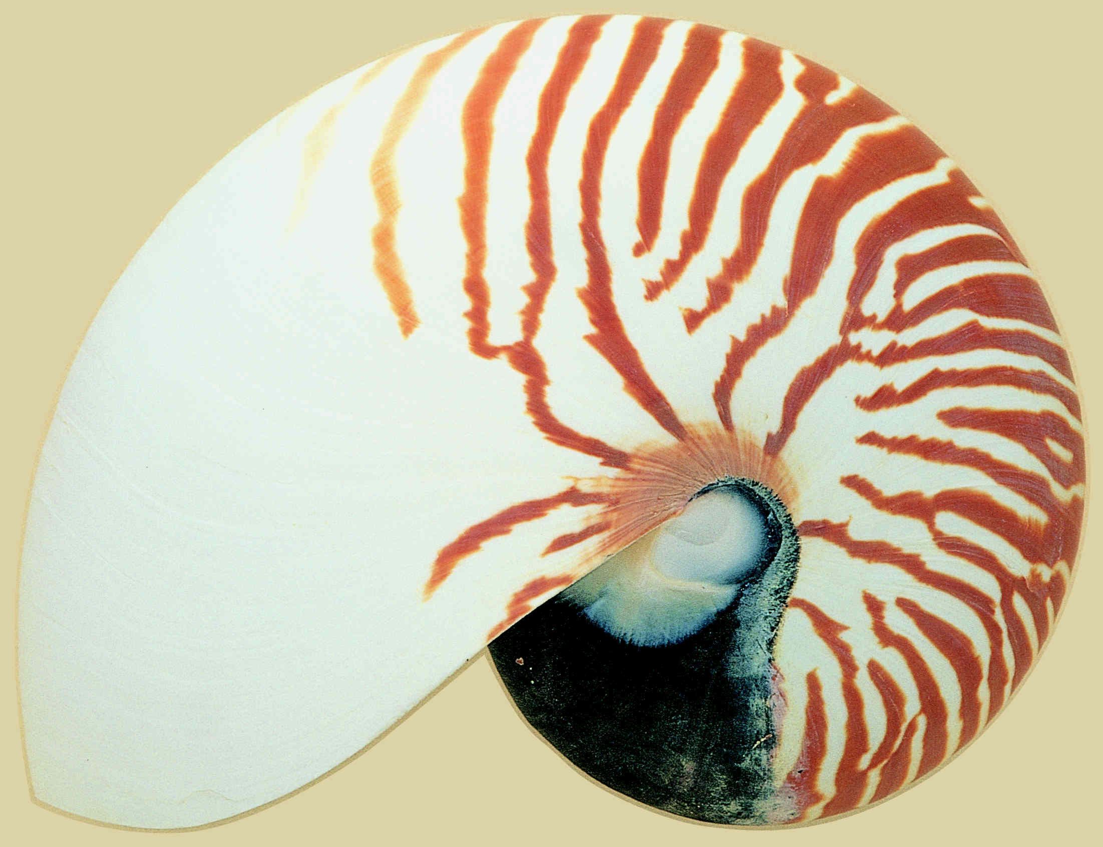  p> a target="_blank" href="/item/万宝螺/4857348" data-lemmaid="