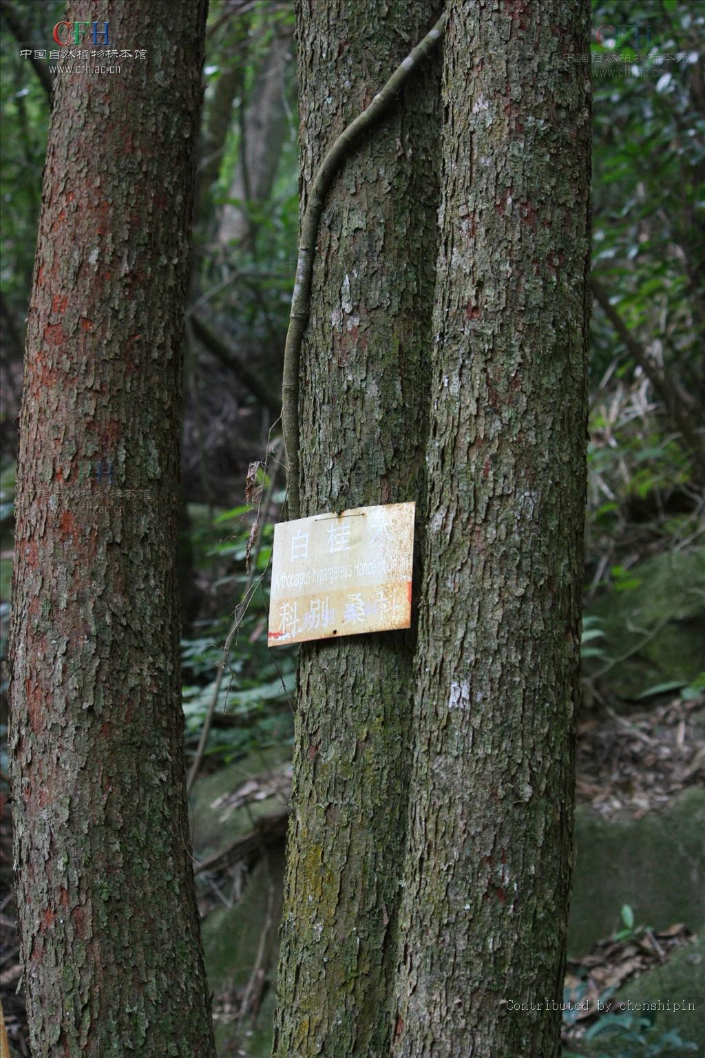  p>白桂木(学名: i>artocarpus hypargyreus  /i>hance)是桑科波罗蜜