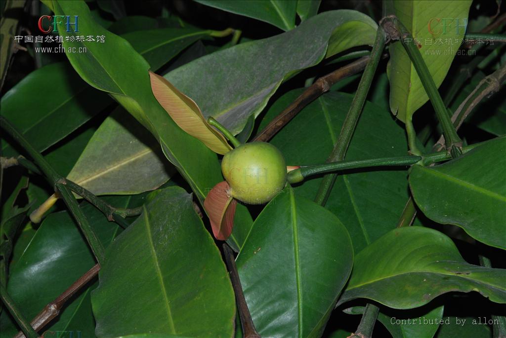  p>藤黄属(学名:garcinia linn.)乔木或灌木,通常具黄色树脂.
