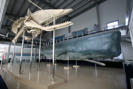 上海海洋大学鱼文化博物馆