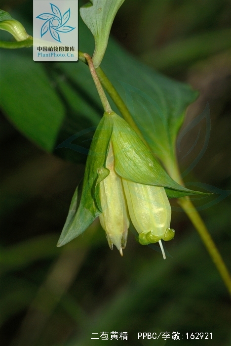 二苞黄精