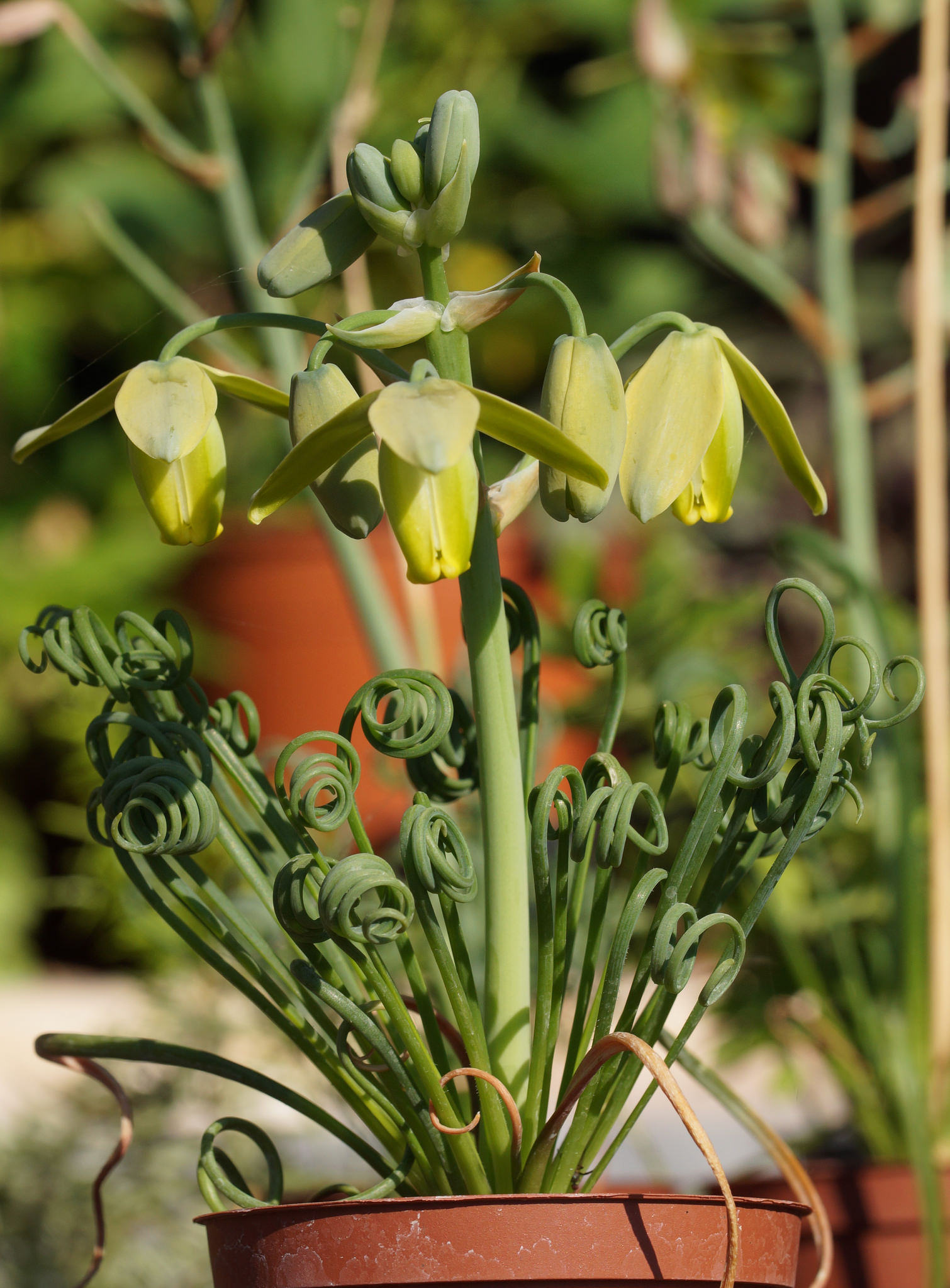  p>弹簧草(学名: i>albuca namaquensis /i> baker)是天门冬科,哨兵花