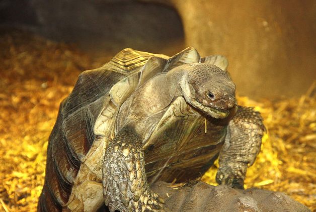  p>苏卡达陆龟(学名: i>centrochelys sulcata /i>):是爬行纲,龟鳖目