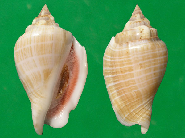 白驼背凤凰螺