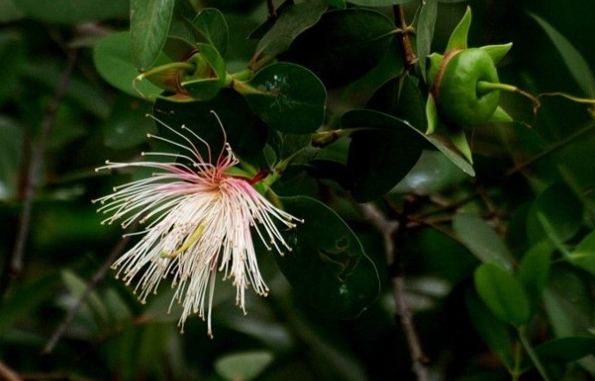 engler)是千屈菜科海桑属乔木.