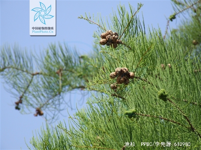  p>池杉(学名: i>taxodium distichum /i> var.