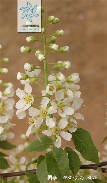  p>稠李(学名: i>padus racemosa /i> (linn.) gilib.