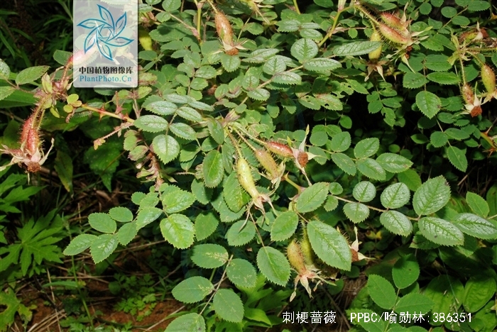  p>刺梗蔷薇(学名: i>rosa setipoda /i>  hemsl. &amp; e. h.