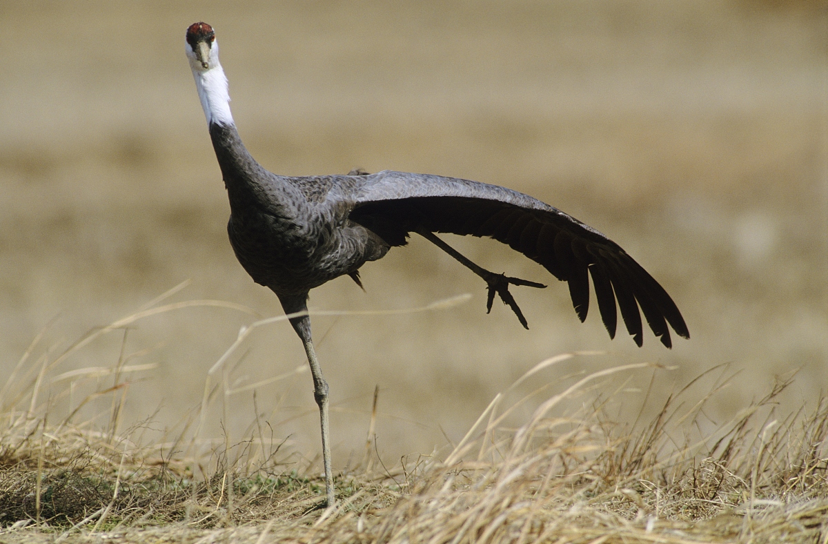  i>grus monacha /i>)是大型 a target="_blank" href="/item/涉禽