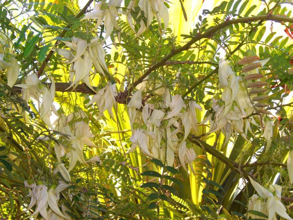  p>丽豆(学名: i>calophaca sinica  /i>rehd.