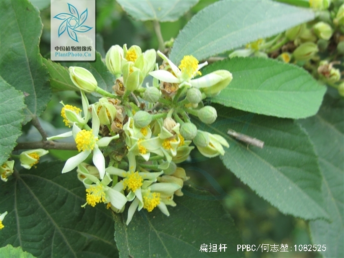 don)是椴树科,扁担杆属植物.