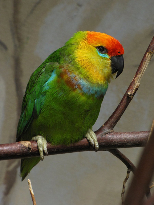  p>德氏无花果鹦鹉(学名:psittaculirostris desmarestii)约有6个 a