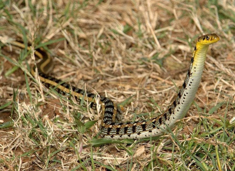  p>草腹链蛇(学名:amphiesma stolata)为 a href="#">蛇亚目 /a> a