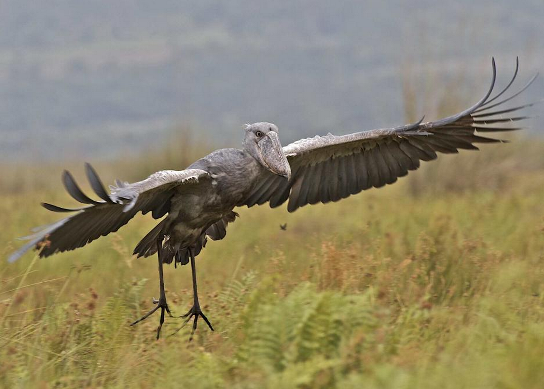 鲸头鹳科仅鲸头鹳一种,只分布于非洲大裂谷一带的有限地区.