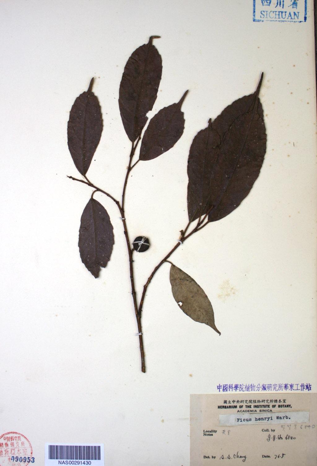  p>尖叶榕(学名: i>ficus henryi /i>)为桑科榕属下的一个种.