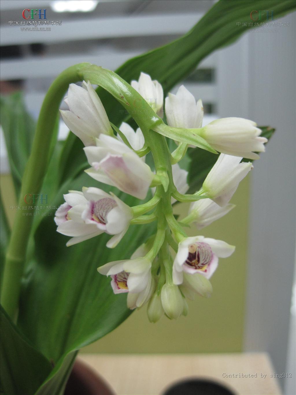  p>地宝兰属(学名:geodorum g. jacks.