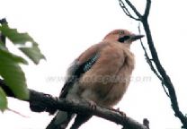 data-id="gn7v3mx0g1">中 文 名: 松鸦 俗名别名: 塞皋,山和尚,屋鸟