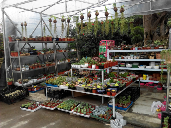 成都市金林湾花木交易市场