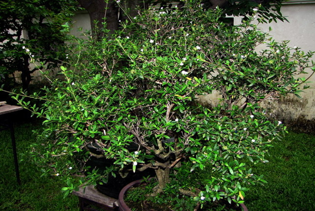 白马骨