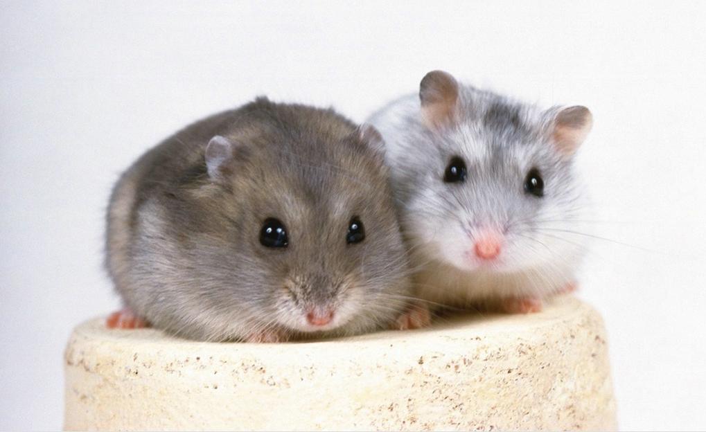  p>鼠科muridae有500余种,其成员非常多样化,可以分成几个亚科,其中