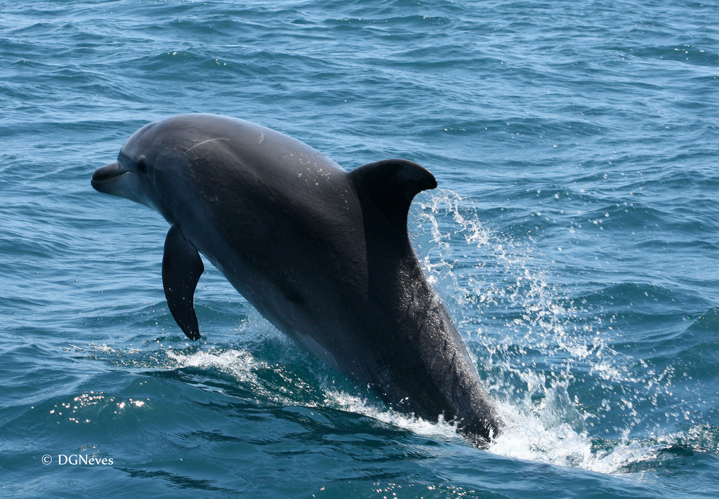  i>tursiops truncatus /i>)是海豚科,宽吻海豚属动物