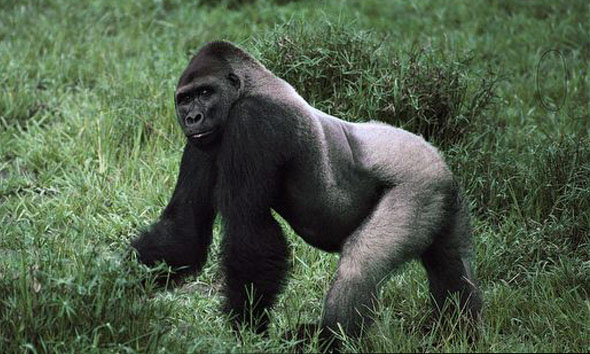 p>西部大猩猩(拼音:xī bù dà xīng xīng;英文名:western gorilla