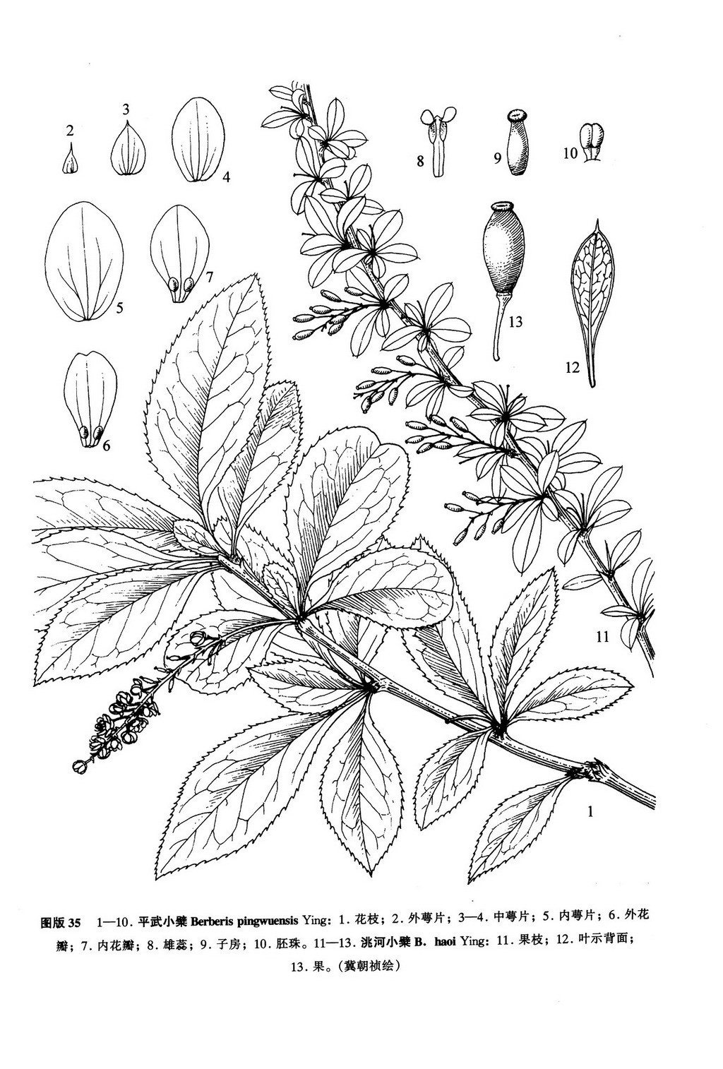  p>平武小檗(学名:berberis pingwuensis ying)为落叶灌木,高2-2.