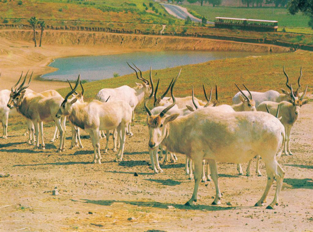  p>旋角羚(学名: i>addax nasomaculatus /i>):体型较大,体长1.5-1.