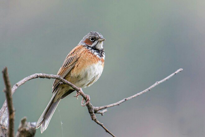 fucata /i>):是雀形目鹀科的 a target="_blank" href="/item/鸟类">