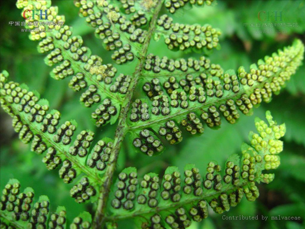 鳞毛蕨属 a target="_blank" href="/item/植物/142914" da