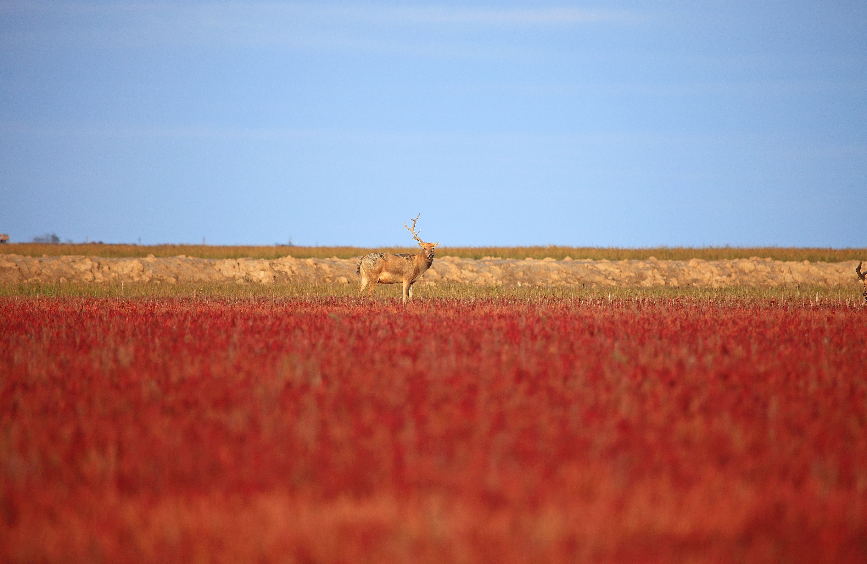 江苏大丰麋鹿国家自然保护区