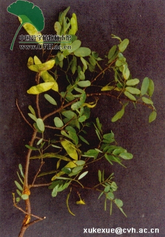  p>藤黄檀(学名: i>dallergiahancai /i>  benth),又名小叶降真香,是