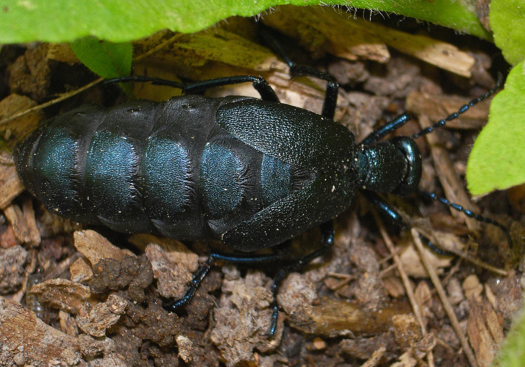  p>芫菁科指的是 a href="#">节肢动物 /a>,鞘翅目的一科.