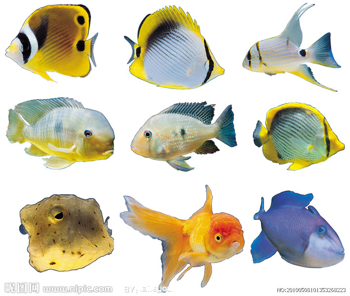  p>七彩鱼(color fish)是一款网页社区养成,模拟经