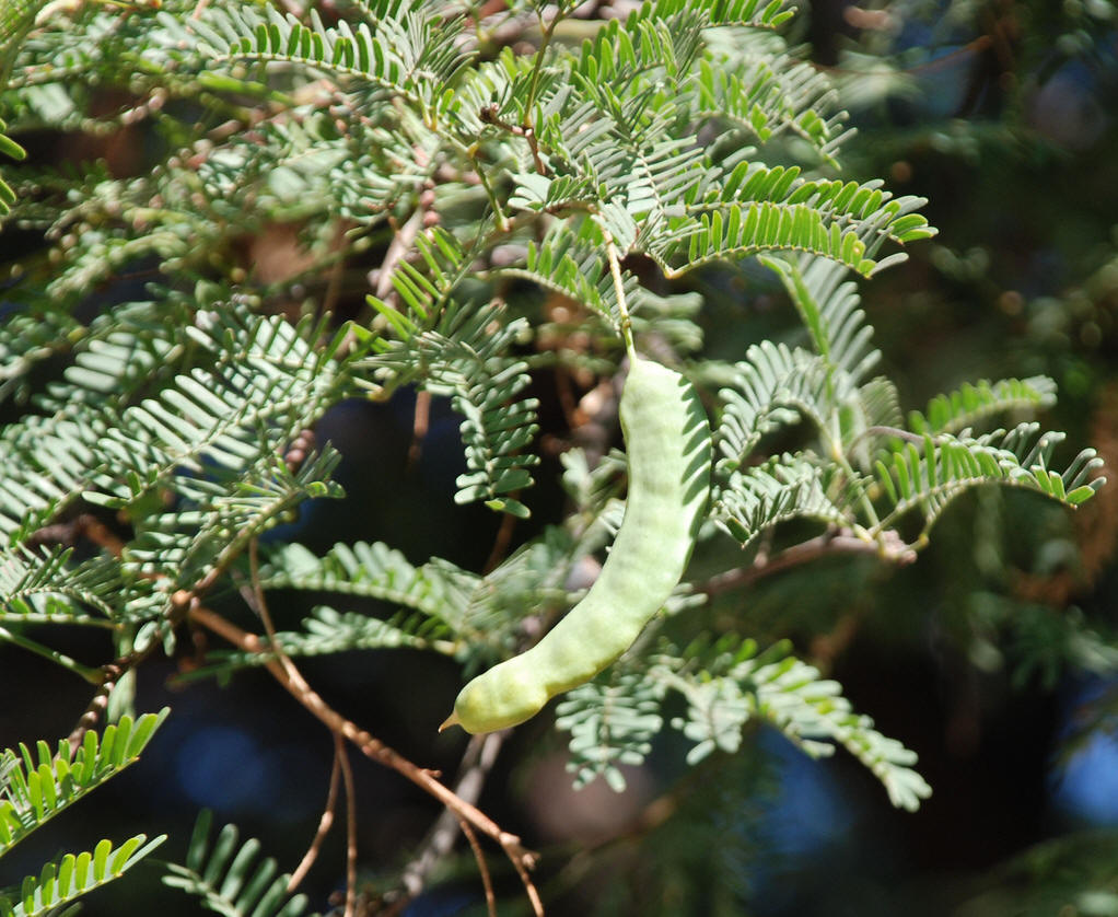  p>牧豆树属,我国 a href="#" data-lemmaid="122340">台湾 /a>,广东